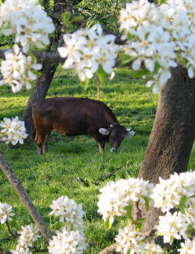 Kuh im Blütenewald